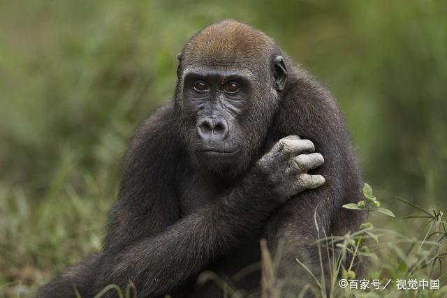 美国动物园的大猩猩接种新冠疫苗，难道不是先给人注射么？