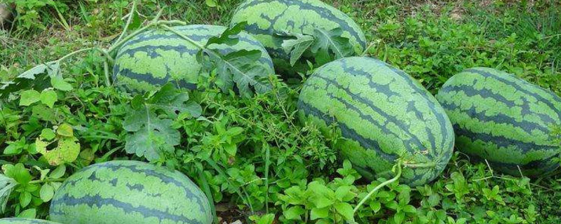 西瓜几月份播种