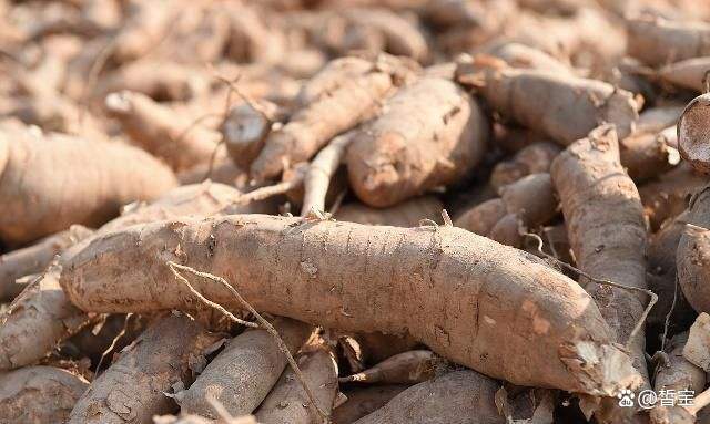 农村常见的木薯，都有什么作用呢？