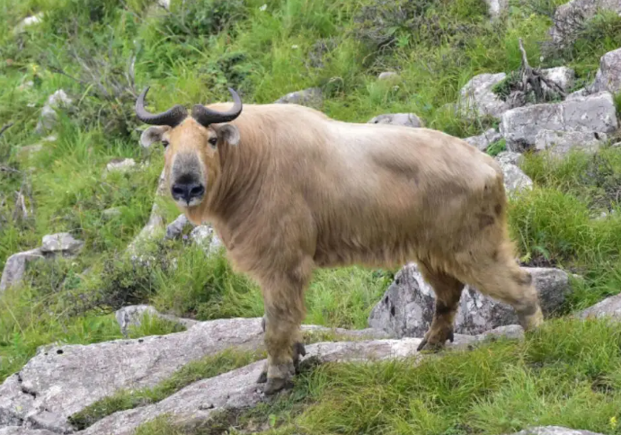 羚牛是几级保护动物