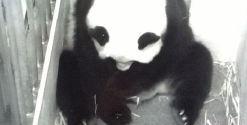 旅美大熊猫产后疑遭虐待，官方对此有何回应？