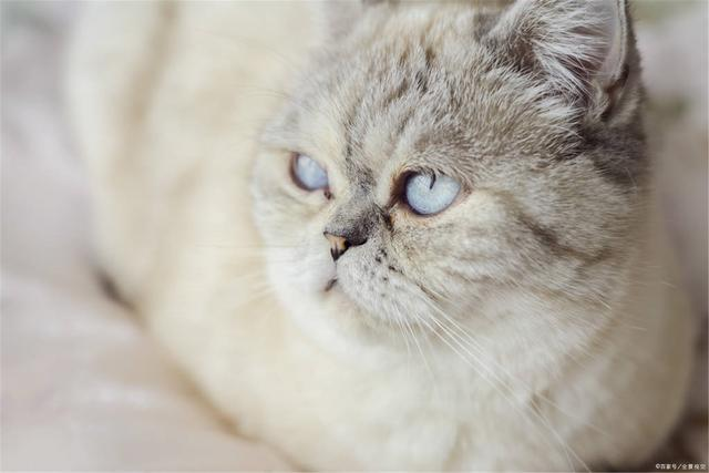 在网上买猫如何防止被骗呢？