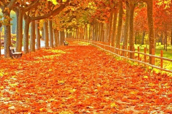 《秋天来了》树叶黄了,一片片叶子从树上落下来怎么写？