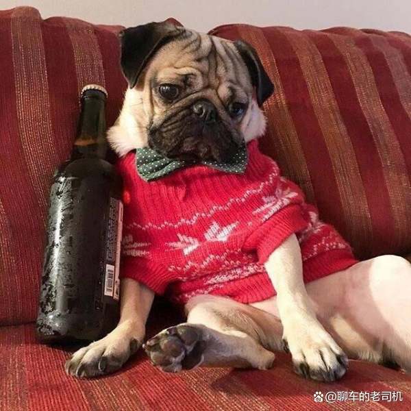 狗子将白酒打翻，偷偷品尝后竟醉倒不起，喝酒对狗狗的身体会有哪些危害？