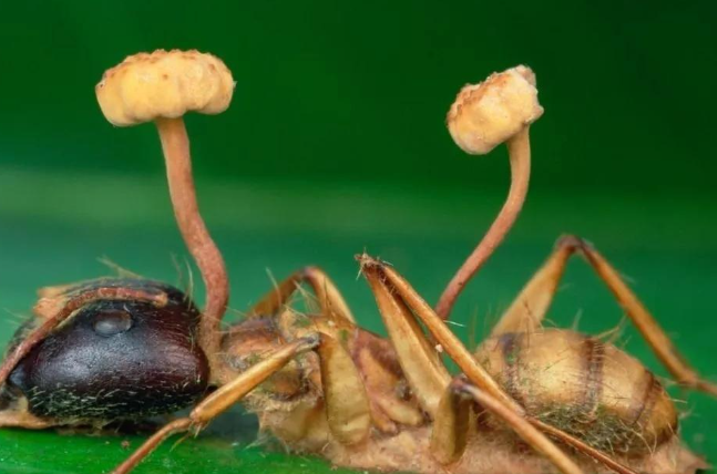 僵尸蚂蚁真的存在吗