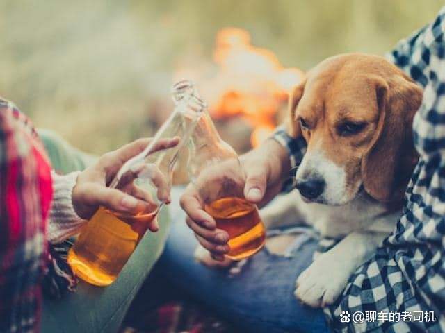 狗子将白酒打翻，偷偷品尝后竟醉倒不起，喝酒对狗狗的身体会有哪些危害？
