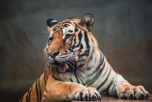 什么动物吃老虎?