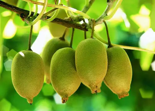 6年前，大爷随手种猕猴桃树结5000个果子，猕猴桃树的生命有多强大？