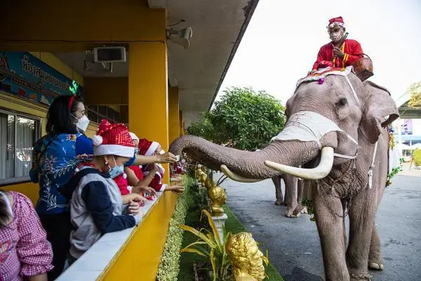 疫情致泰国大象“失业”象园主改做直播，当地的旅游业有多凄惨？
