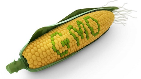 哪几种玉米是转基因的？