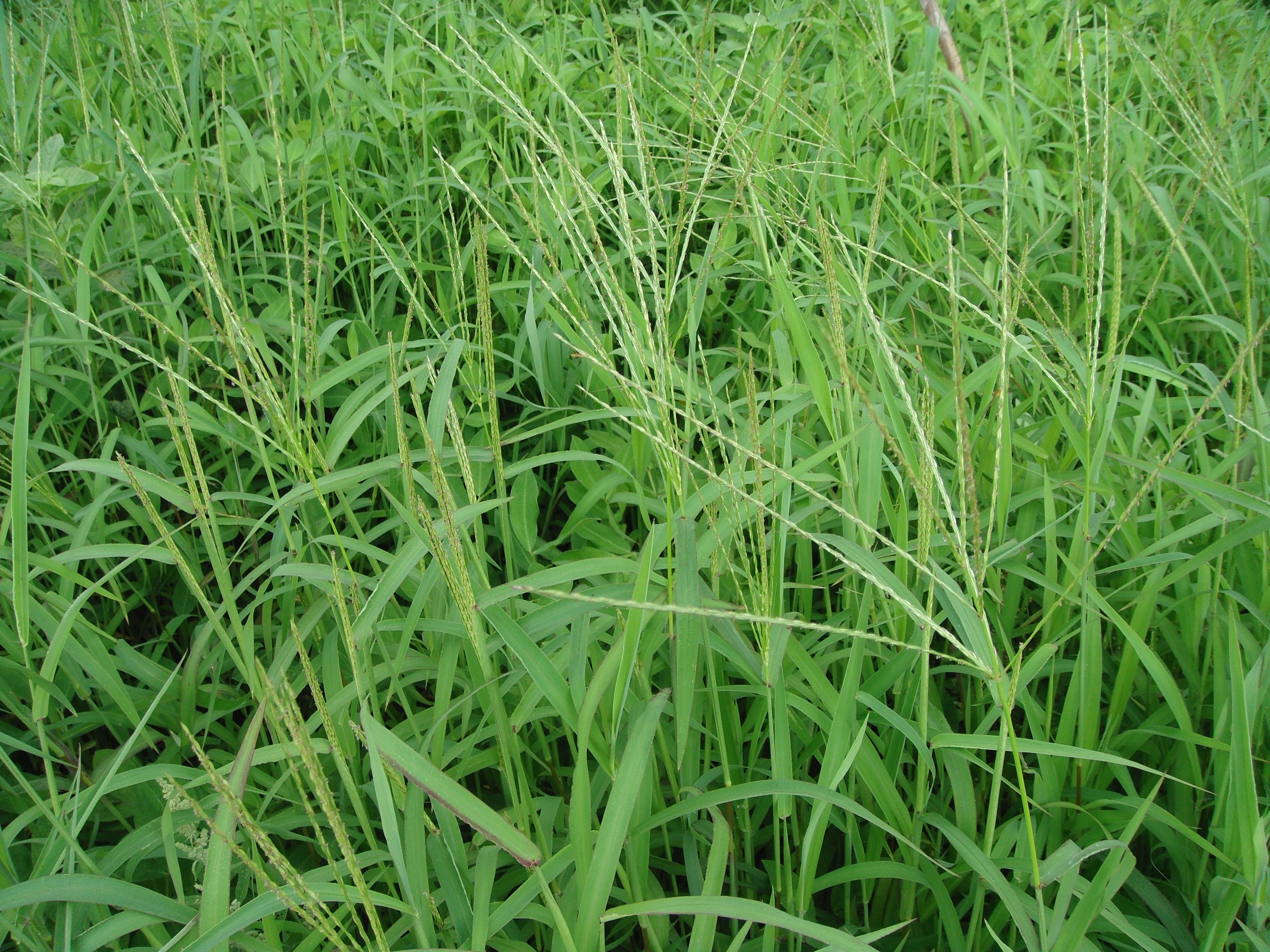 马唐草，一种常见杂草，哪位有照片啊？