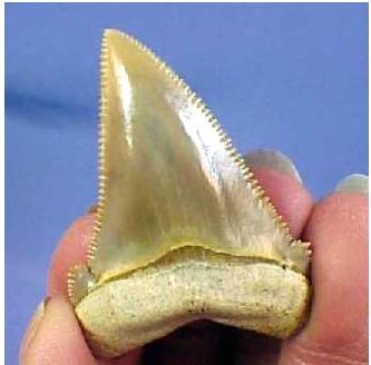 蜗牛有多少颗牙齿的图片